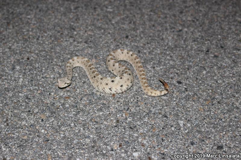 Mojave Desert Sidewinder (Crotalus cerastes cerastes)