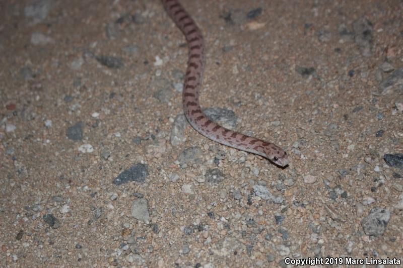 Spotted Leaf-nosed Snake (Phyllorhynchus decurtatus)