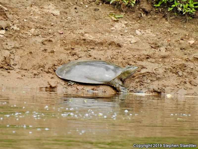 Eastern Spiny Softshell (Apalone spinifera spinifera)