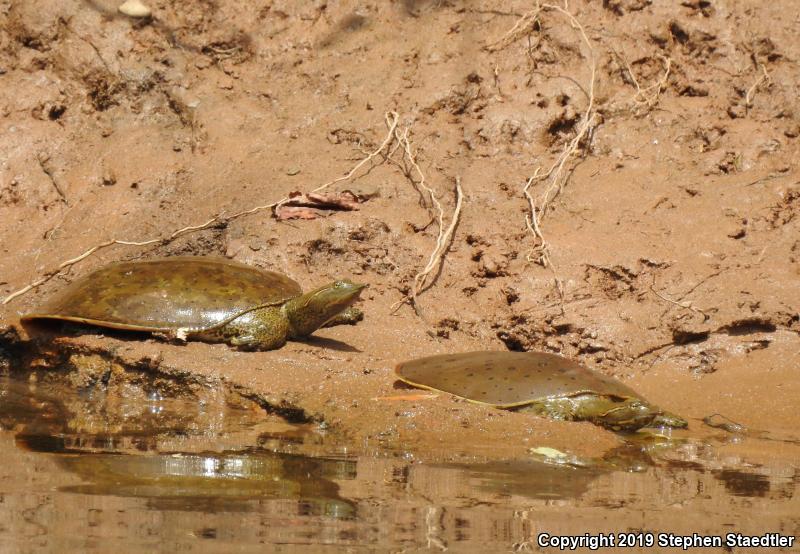 Eastern Spiny Softshell (Apalone spinifera spinifera)