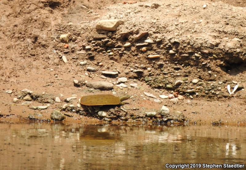 Eastern Spiny Softshell (Apalone spinifera spinifera)