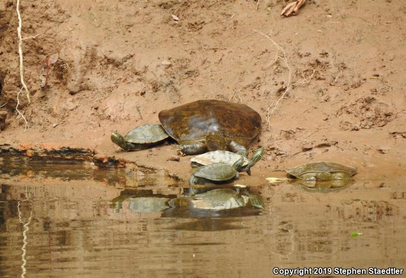 Eastern Spiny Softshell (Apalone spinifera spinifera)