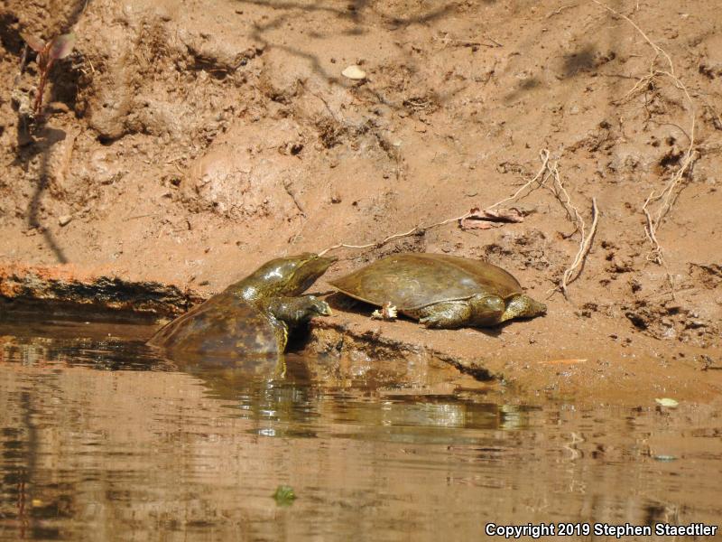 Eastern Spiny Softshell (Apalone spinifera spinifera)