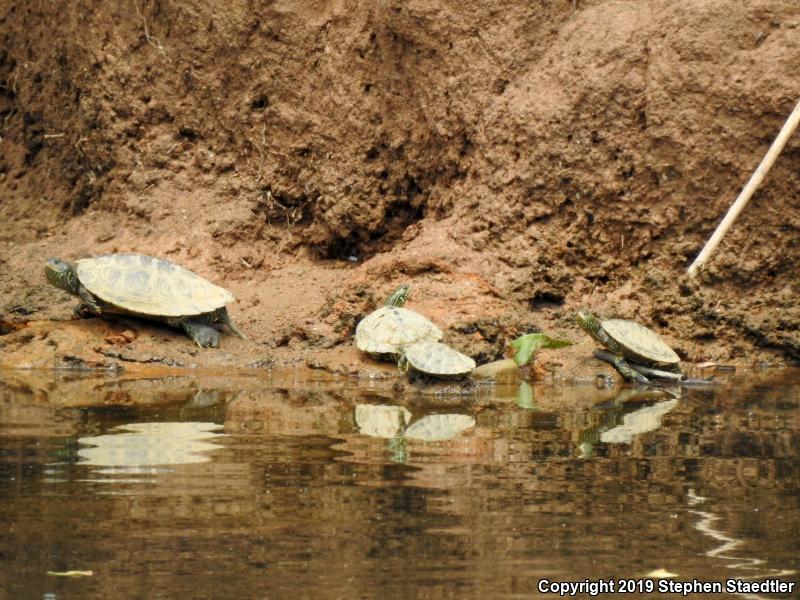 Northern Map Turtle (Graptemys geographica)