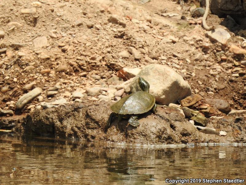 Northern Map Turtle (Graptemys geographica)