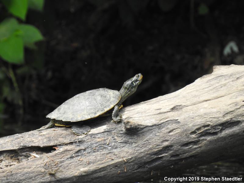 Northern Map Turtle (Graptemys geographica)