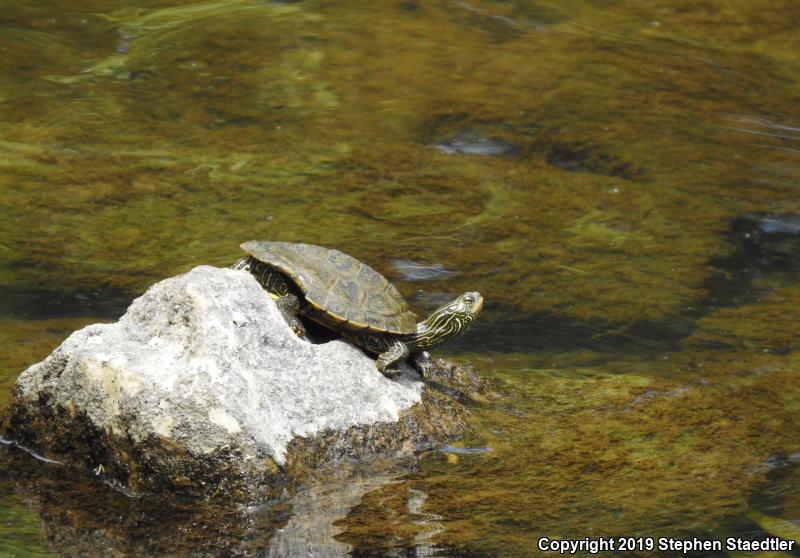 Northern Map Turtle (Graptemys geographica)