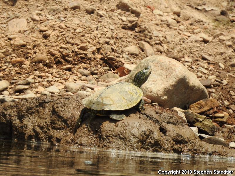 Northern Map Turtle (Graptemys geographica)