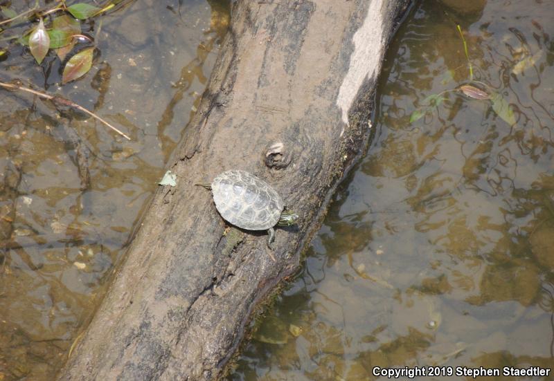 Northern Map Turtle (Graptemys geographica)