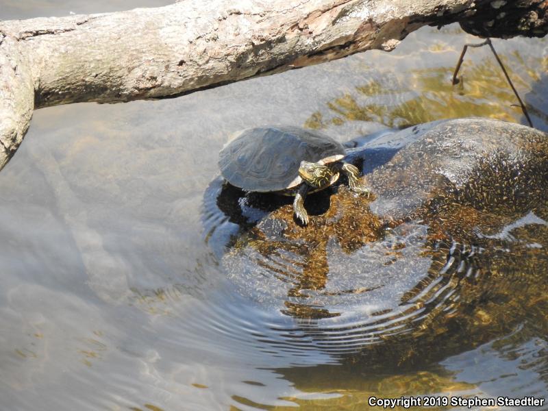 Northern Map Turtle (Graptemys geographica)