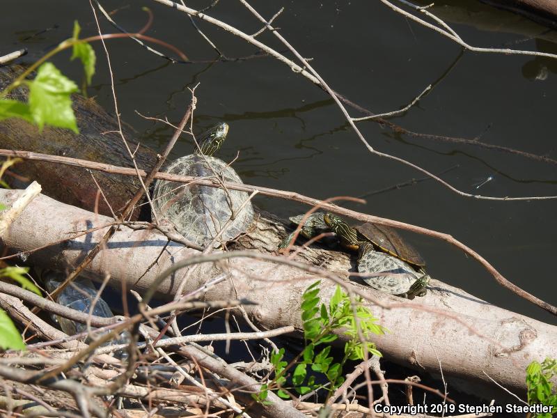 Northern Map Turtle (Graptemys geographica)