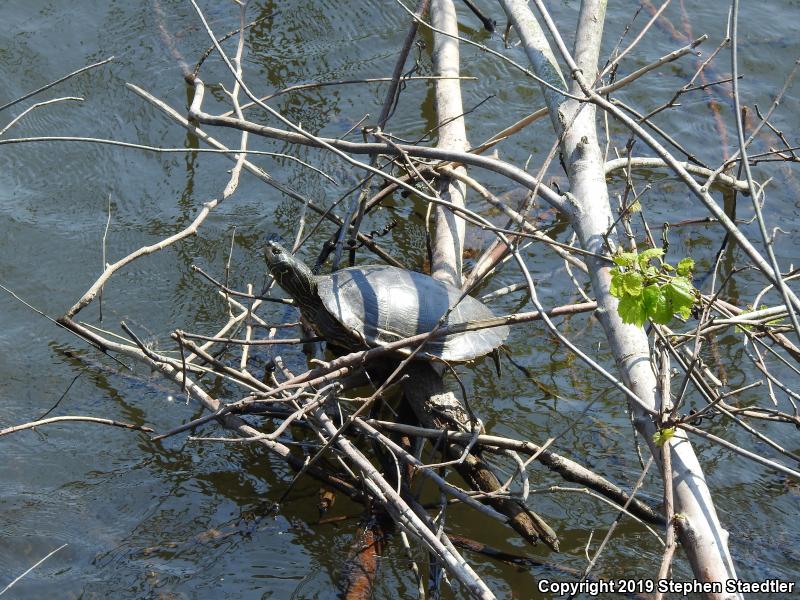 Northern Map Turtle (Graptemys geographica)