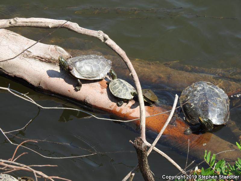 Northern Map Turtle (Graptemys geographica)