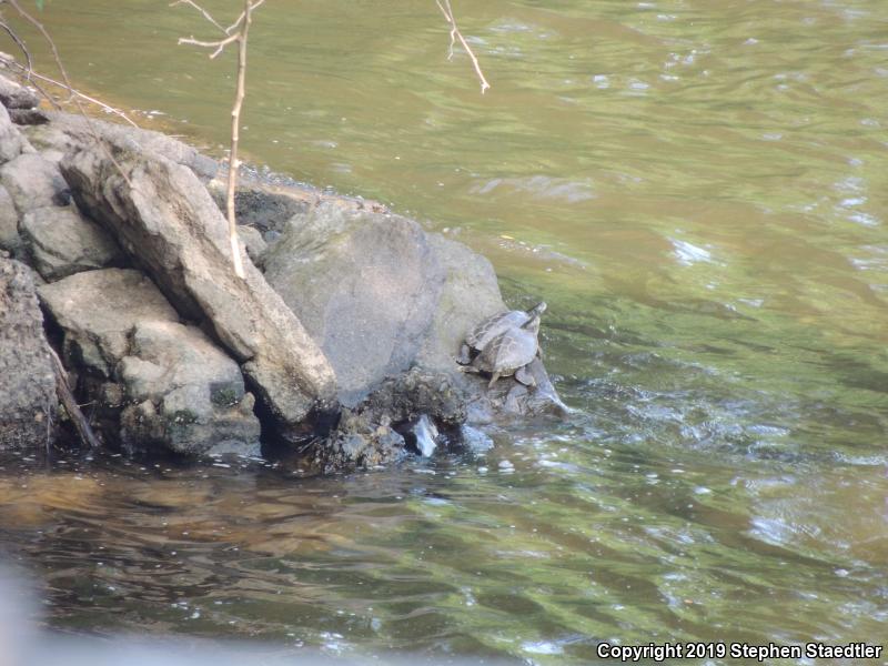 Northern Map Turtle (Graptemys geographica)