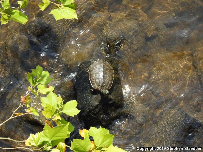 Northern Map Turtle (Graptemys geographica)