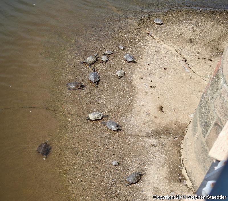 Northern Map Turtle (Graptemys geographica)