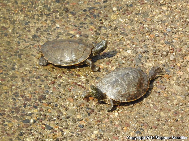 Northern Map Turtle (Graptemys geographica)