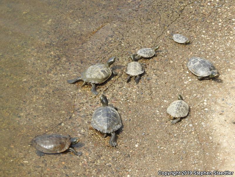 Northern Map Turtle (Graptemys geographica)