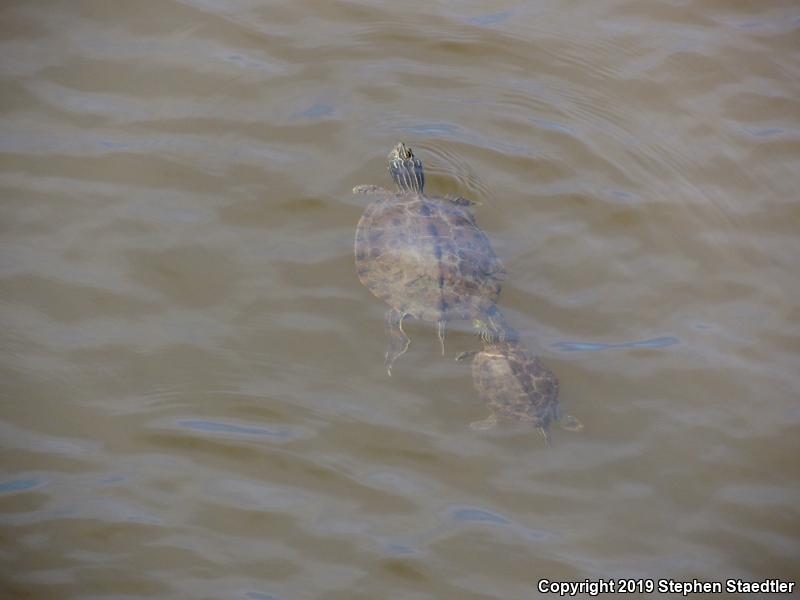 Northern Map Turtle (Graptemys geographica)