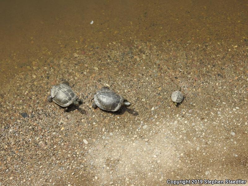 Northern Map Turtle (Graptemys geographica)