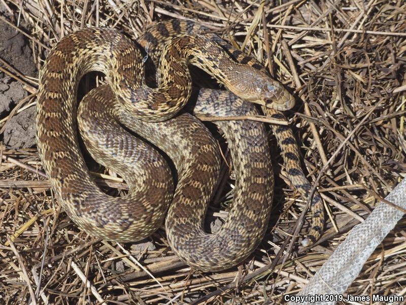 Pacific Gopher Snake (Pituophis catenifer catenifer)