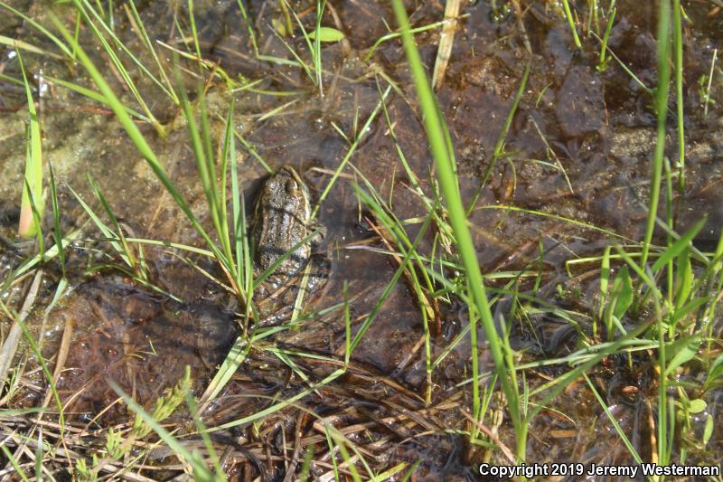 Columbia Spotted Frog (Rana luteiventris)