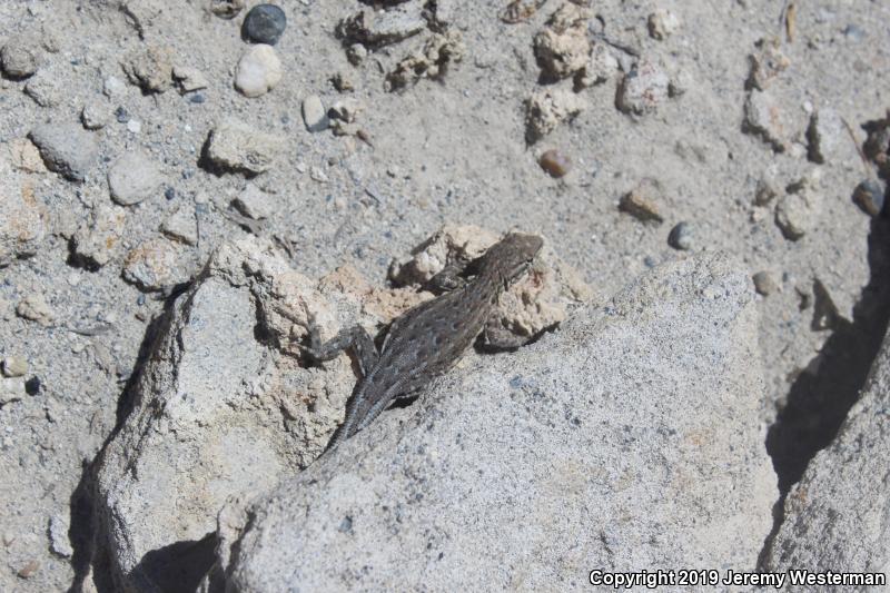 Northern Side-blotched Lizard (Uta stansburiana stansburiana)