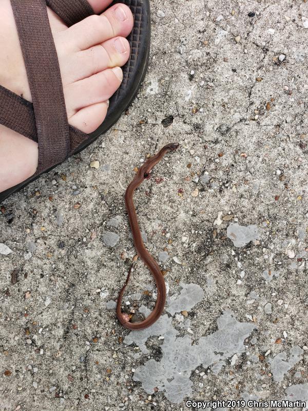 Rough Earthsnake (Virginia striatula)