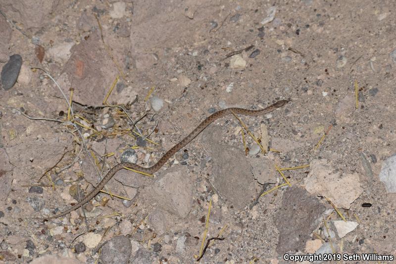 Desert Nightsnake (Hypsiglena chlorophaea deserticola)