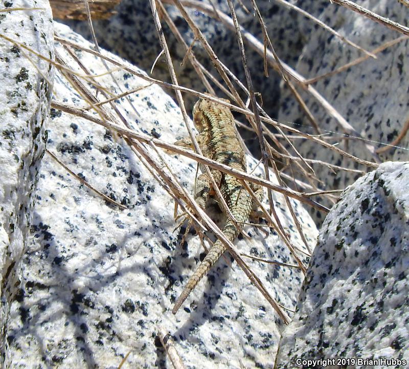 NorthWestern Fence Lizard (Sceloporus occidentalis occidentalis)