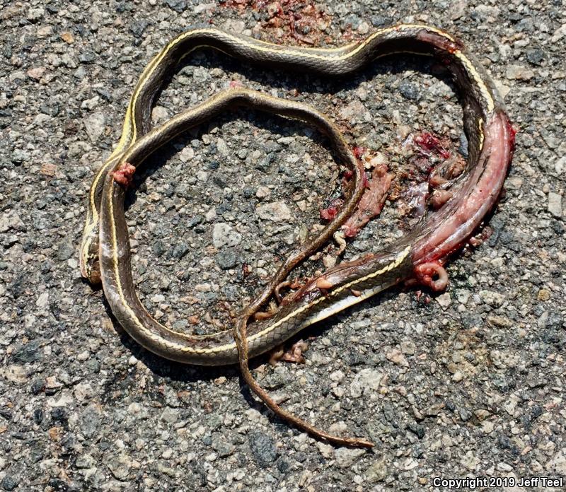 California Striped Racer (Coluber lateralis lateralis)