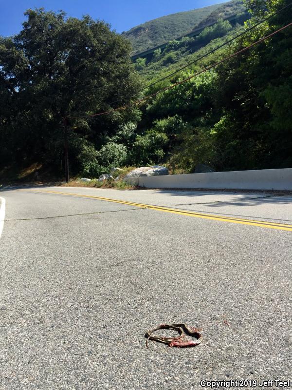 California Striped Racer (Coluber lateralis lateralis)