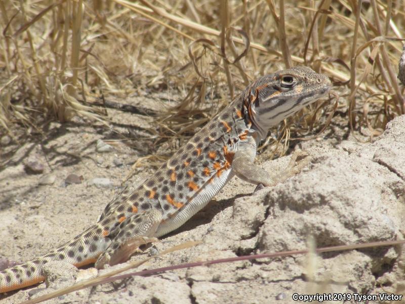 Longnose Leopard Lizard (Gambelia wislizenii)