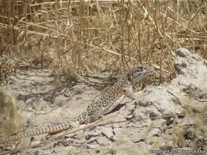 Longnose Leopard Lizard (Gambelia wislizenii)