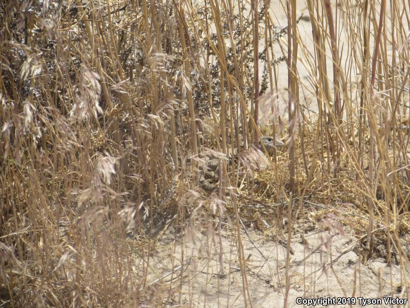 Great Basin Whiptail (Aspidoscelis tigris tigris)