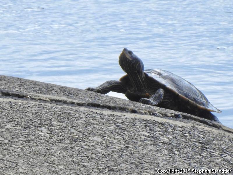 Northern Map Turtle (Graptemys geographica)