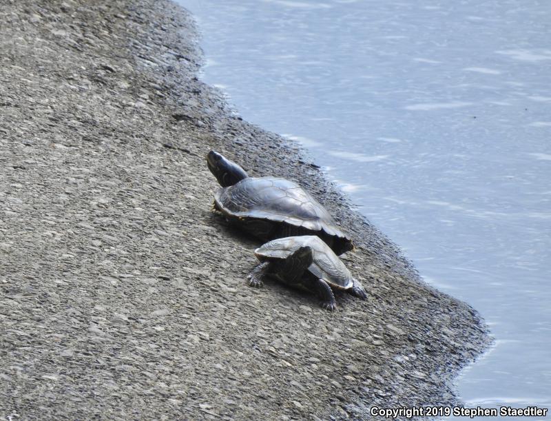 Northern Map Turtle (Graptemys geographica)