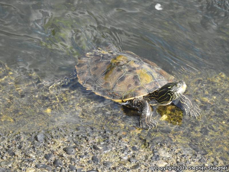 Northern Map Turtle (Graptemys geographica)