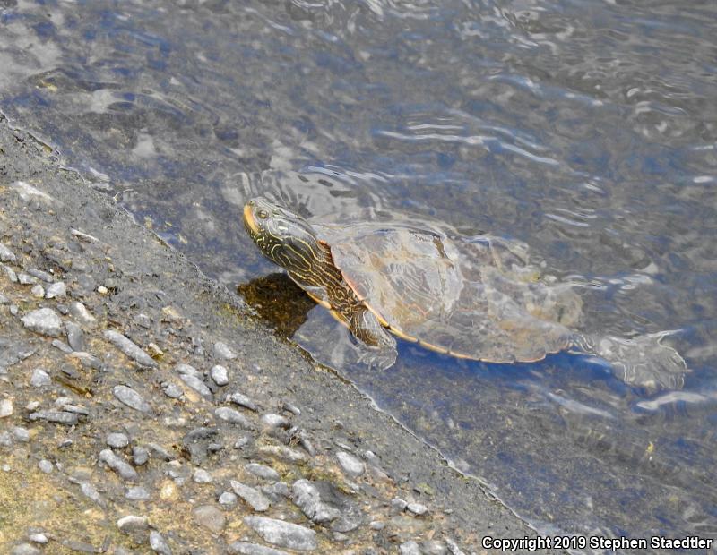 Northern Map Turtle (Graptemys geographica)