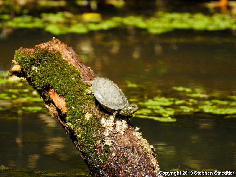 Northern Map Turtle (Graptemys geographica)