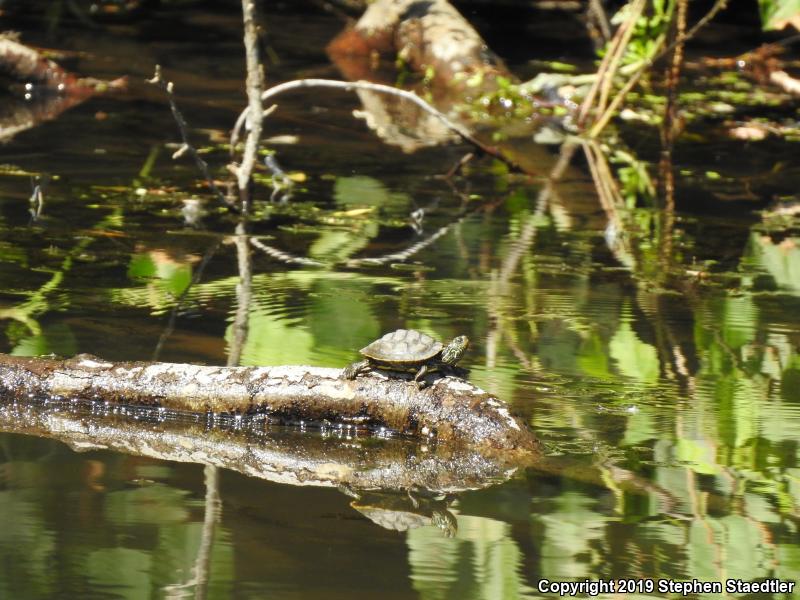 Northern Map Turtle (Graptemys geographica)