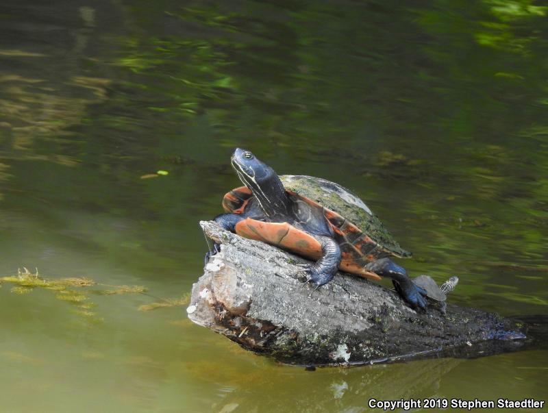 Northern Map Turtle (Graptemys geographica)