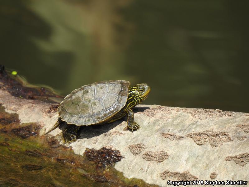 Northern Map Turtle (Graptemys geographica)