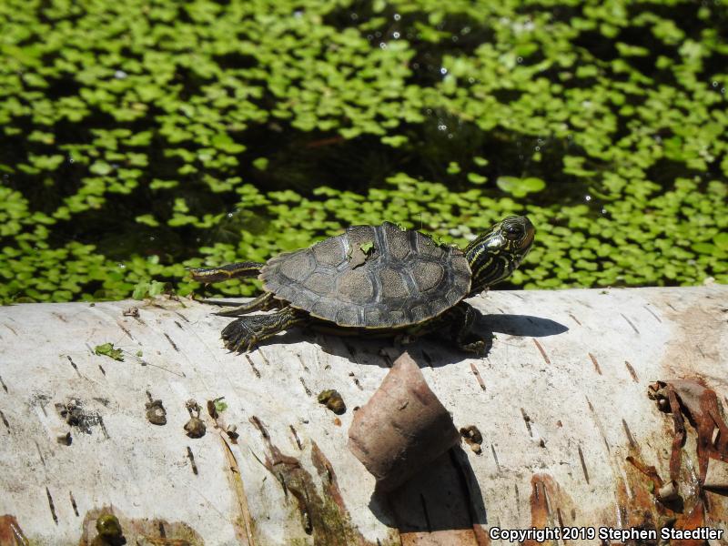 Northern Map Turtle (Graptemys geographica)