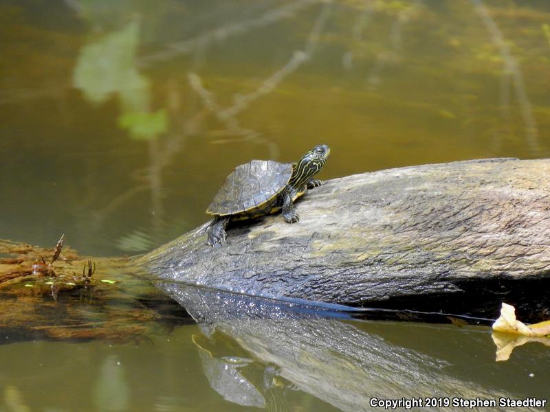 Northern Map Turtle (Graptemys geographica)