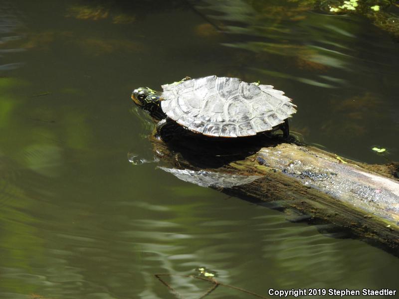 Northern Map Turtle (Graptemys geographica)