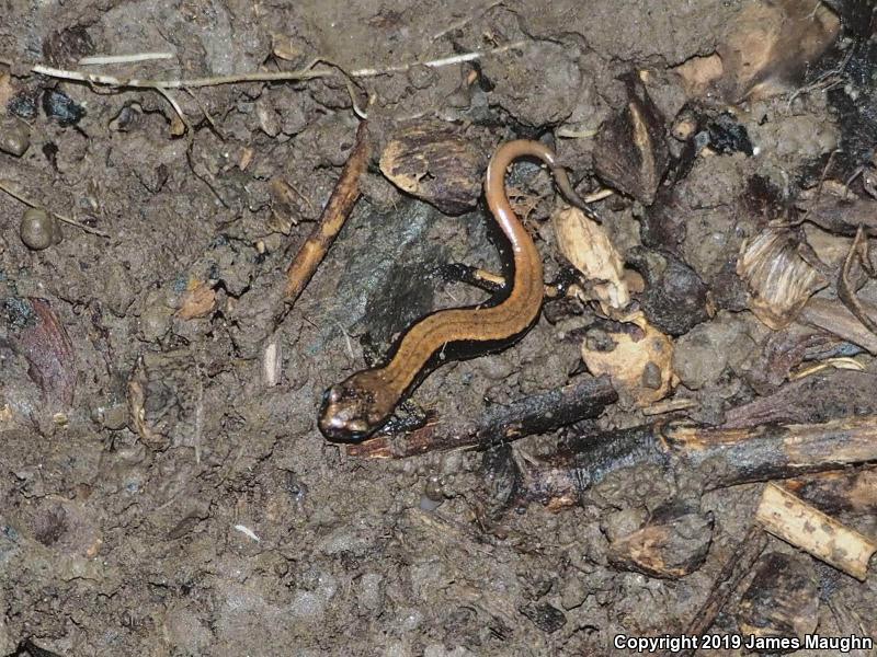 Western Red-backed Salamander (Plethodon vehiculum)