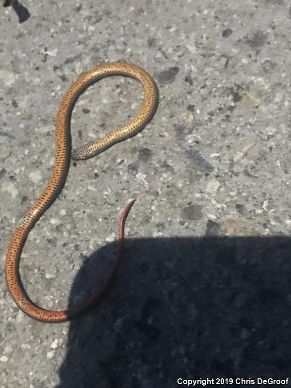 San Bernardino Ring-necked Snake (Diadophis punctatus modestus)