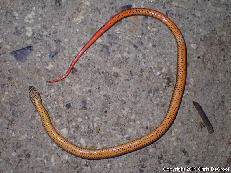 San Bernardino Ring-necked Snake (Diadophis punctatus modestus)