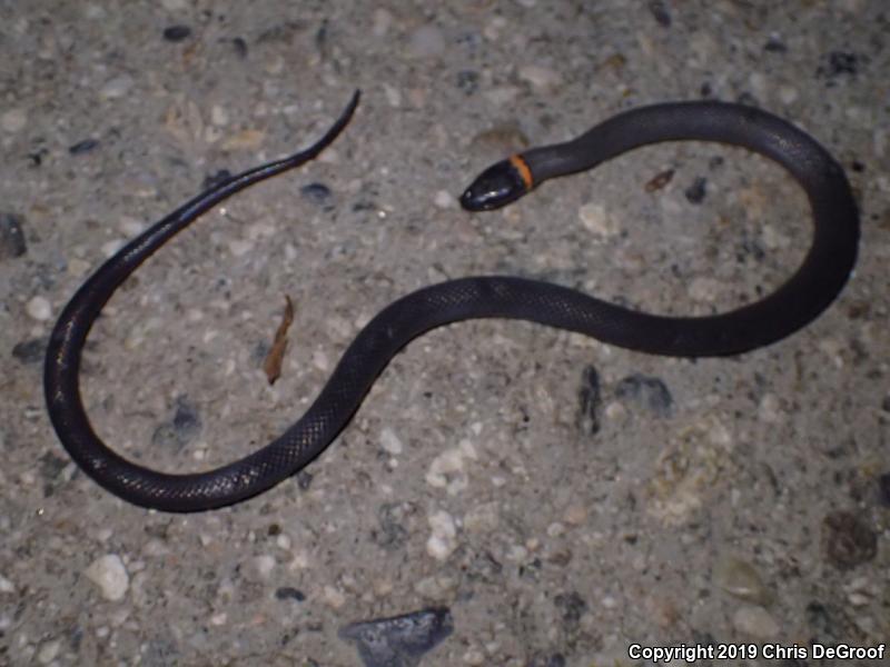 San Bernardino Ring-necked Snake (Diadophis punctatus modestus)